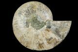 Cut & Polished Ammonite Fossil (Half) - Madagascar #149599-1